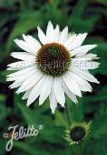 Echinacea Primadonna White